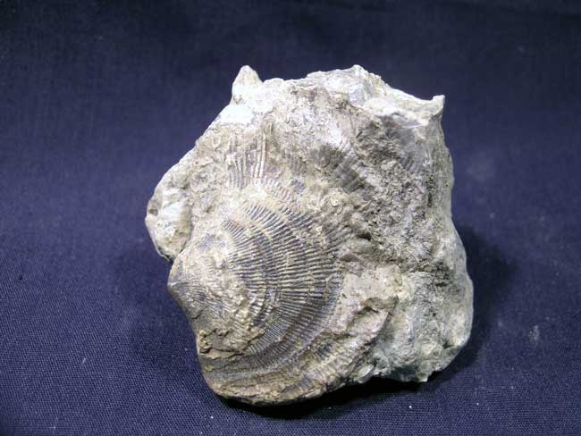 Fossil Phalange d'orteil de bison fossilisée 146 grammes 
