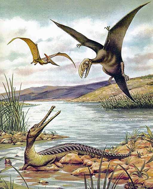 Sorry for spamming weird pterosaurs, but heres Anurognathus, a