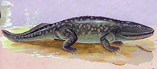 http://www.fossiliraptor.be/ichtyostegabritish.jpg